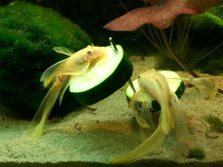 Ancistrus L144 Longfin Vrouwen op Courgette